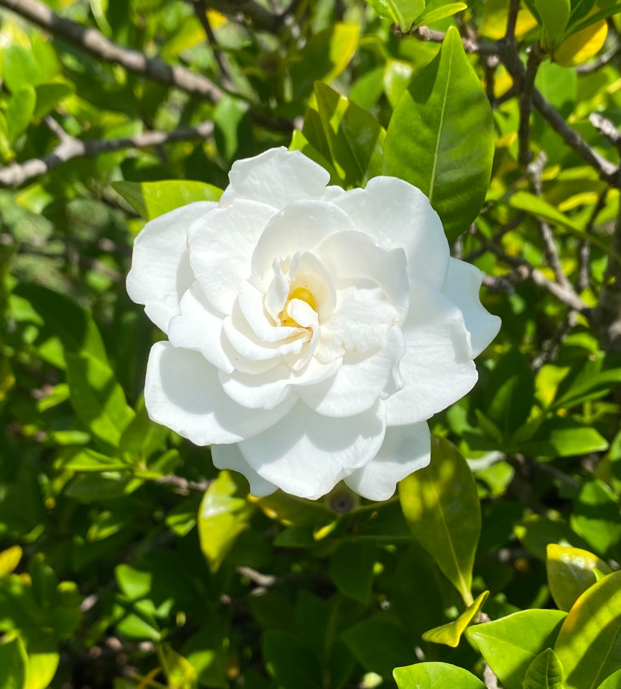 White gardenia flower in full bloom against sunlit green foliage.
