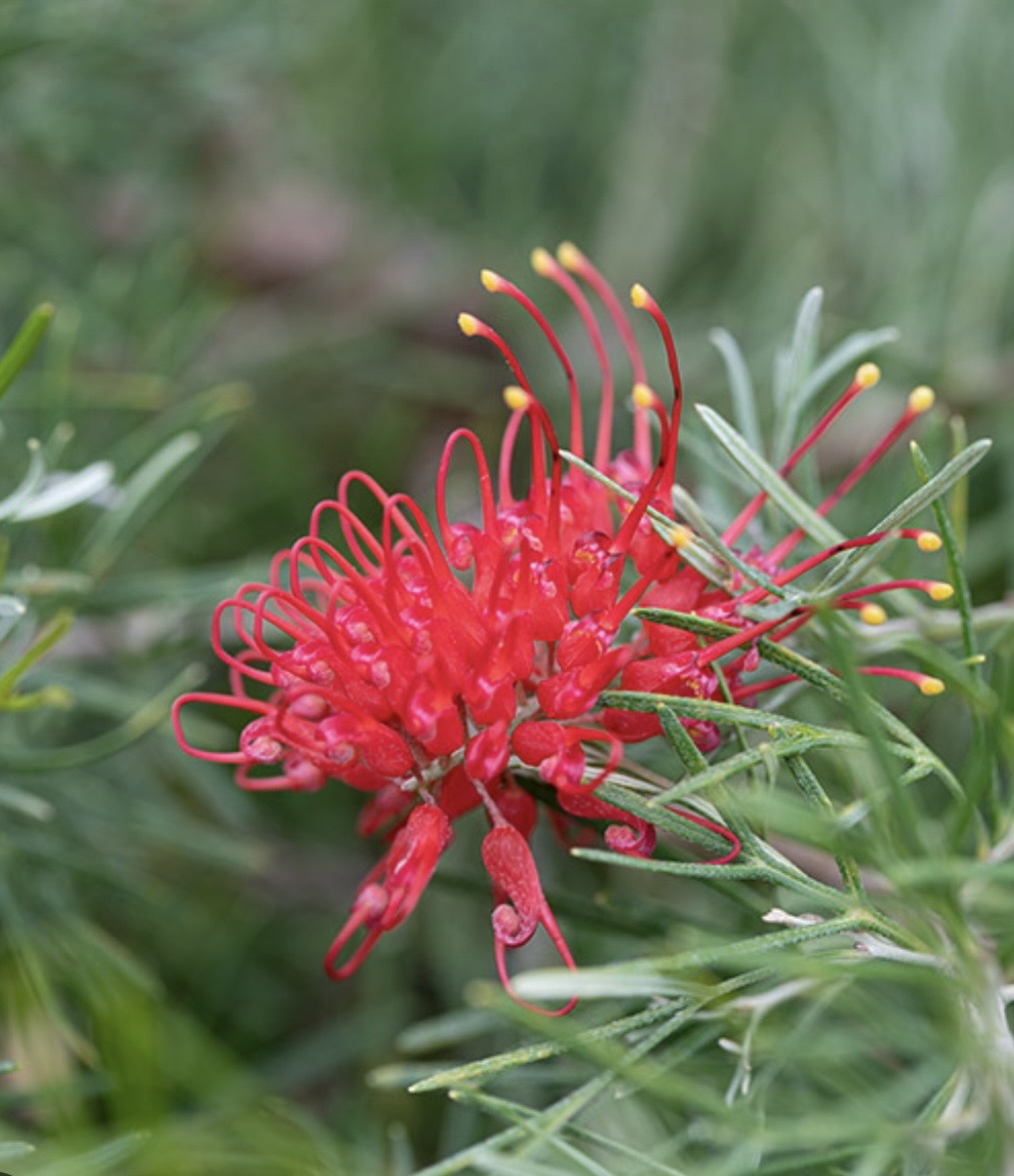 Close-up of a red grevillea flower in bloom against soft green foliage.