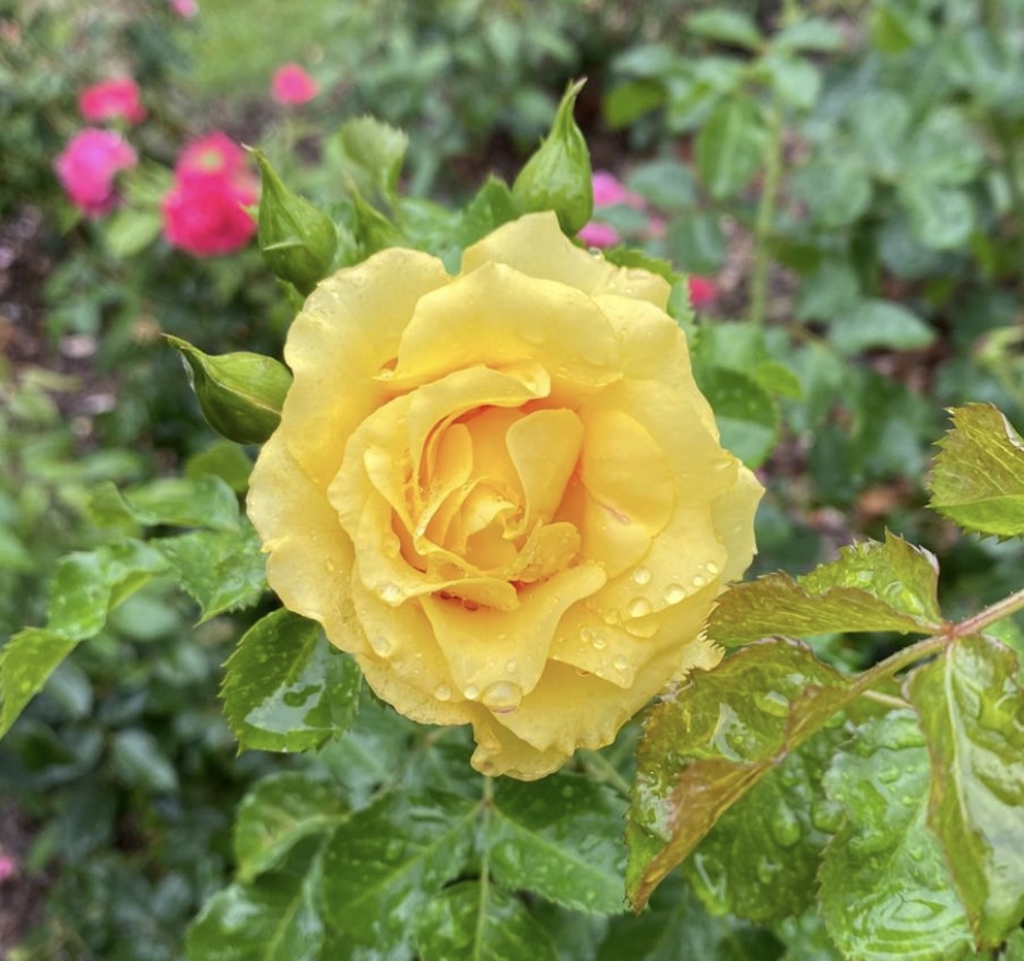 Yellow rose with dew drops in bloom, surrounded by green leaves and pink roses in the background.